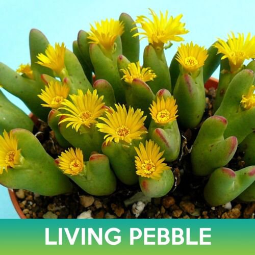 Living Pebble Succulent Seeds Conophytum Bilobum  Easy to Grow