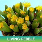 Living Pebble Succulent Seeds Conophytum Bilobum  Easy to Grow