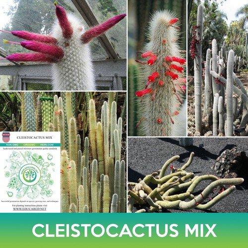 Cleistocactus Mix Seeds Easy to Grow