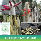 Cleistocactus Mix Seeds Easy to Grow