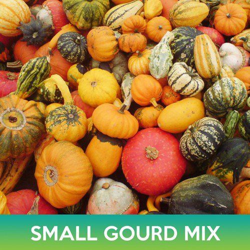 Small Gourd Mix Seeds Easy to Grow