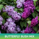 Butterfly Bush Tree Mix Tree Seeds Summer Lilac Easy to Grow