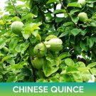 Chinese Quince Seeds Pseudocydonia Sinensis Easy to Grow