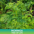 Moringa Seeds Tree Of Life Moringa Oleifera Offering Free Combined  Easy to Grow