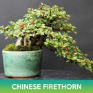 Chinese Firethorn Seeds Pyracantha Fortuneana Easy to Grow