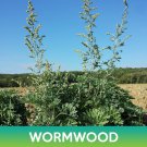 Wormwood Seeds Artemisia Absinthium Easy to Grow