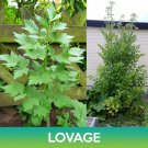 Lovage Seeds Levisticum Officinale Easy to Grow