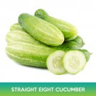 Cucumber Straight Eight Seeds Easy to Grow