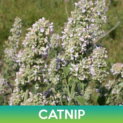 Catnip Seeds Catmint Nepeta Cataria Easy to Grow