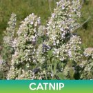 Catnip Seeds Catmint Nepeta Cataria Easy to Grow