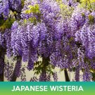 Japanese Wisteria Seeds Wisteria Floribunda Easy to Grow