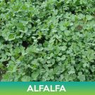Alfalfa Seeds Alfalfa Sprouting Seeds Medicago Sativa Combined  Easy to Grow