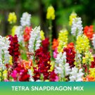 Tetra Snapdragon Mix Seeds Antirrhinum Majus Easy to Grow