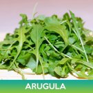 Arugula Seeds Eruca Sativa Combined On 500 Seed Varieties Easy to Grow