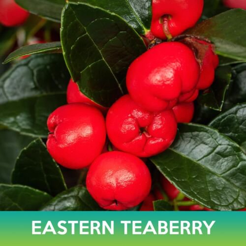 Eastern Teaberry Seeds American Wintergreen Gaultheria Procumbens Easy to Grow