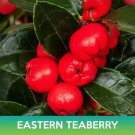 Eastern Teaberry Seeds American Wintergreen Gaultheria Procumbens Easy to Grow
