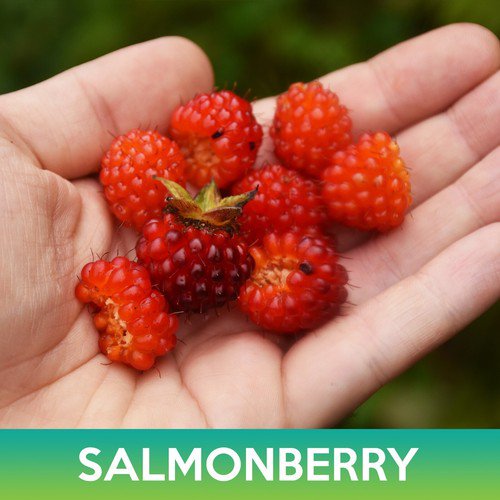 Salmonberry Seeds Rubus Spectabilis Easy to Grow