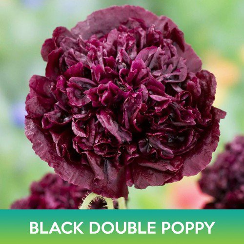 Black Double Poppy Seeds Easy to Grow