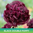 Black Double Poppy Seeds Easy to Grow