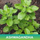 Ashwagandha Seeds Withania Somnifera Combined On 500 Seed Varieties Easy to Grow