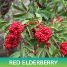 Red Elderberry Seeds Sambucus Racemosa Easy to Grow