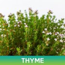 Thyme Seeds Thymus Vulgaris Easy to Grow