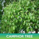 Camphor Tree Seeds Camphora Officinarum Easy to Grow