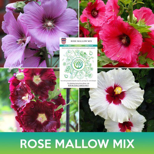 Rose Mallow Mix Seeds Hibiscus Mix Hibiscus Moscheutos Easy to Grow