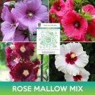Rose Mallow Mix Seeds Hibiscus Mix Hibiscus Moscheutos Easy to Grow