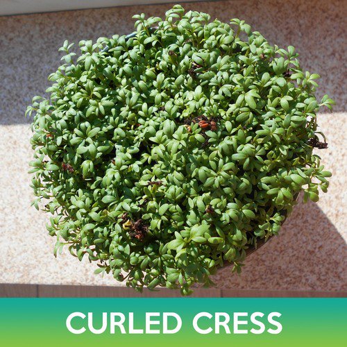 Curled Cress Seeds Lepidium Sativum Easy to Grow
