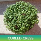 Curled Cress Seeds Lepidium Sativum Easy to Grow