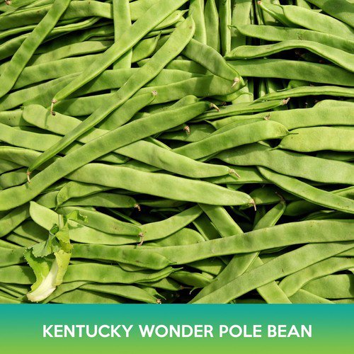 Kentucky Wonder Pole Bean Seeds Easy to Grow