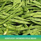 Kentucky Wonder Pole Bean Seeds Easy to Grow