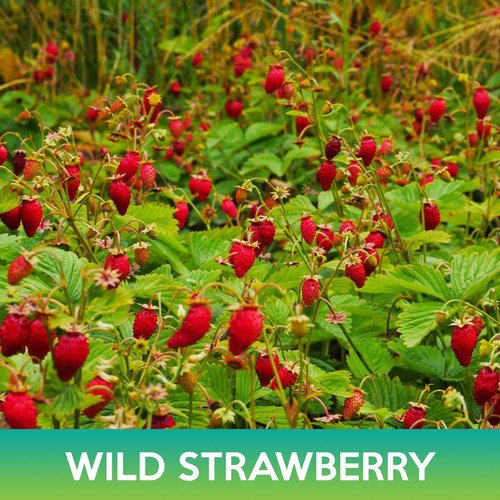 Wild Strawberry Seeds Alexandria Alpine Strawberry Easy to Grow