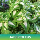 Jade Coleus Seeds Easy to Grow