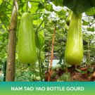 Nam Tao Yao Bottle Gourd Seeds Opo Squash Easy to Grow