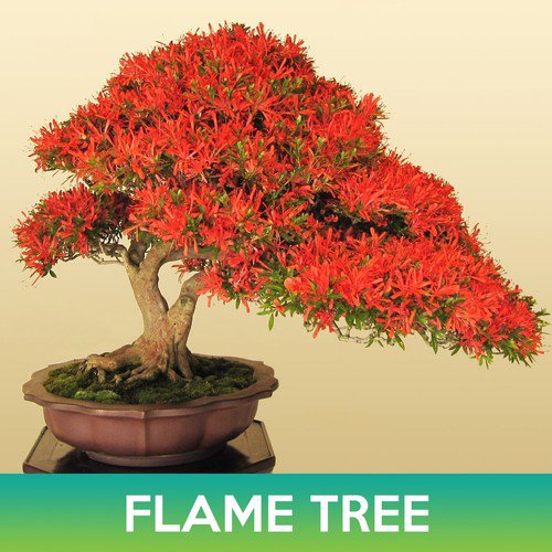 Flame Tree Seeds Royal Poinciana Delonix Regia Easy to Grow