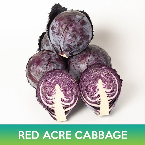 Red Acre Cabbage Seeds Easy to Grow