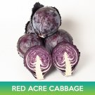 Red Acre Cabbage Seeds Easy to Grow