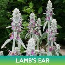 Lamb'S Ear Seeds Stachys Byzantina Easy to Grow