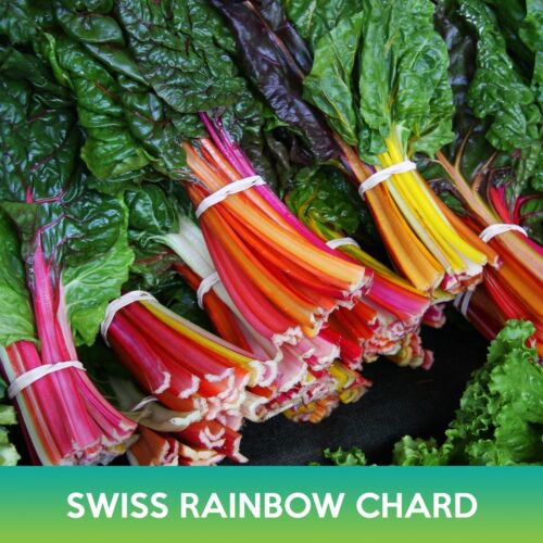 Swiss Rainbow Chard Seeds Beta Vulgaris Cicla Easy to Grow