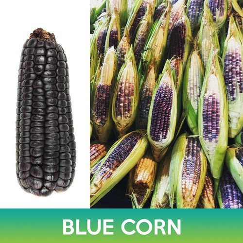 Blue Corn Seeds Zea Mays Easy to Grow