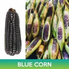 Blue Corn Seeds Zea Mays Easy to Grow