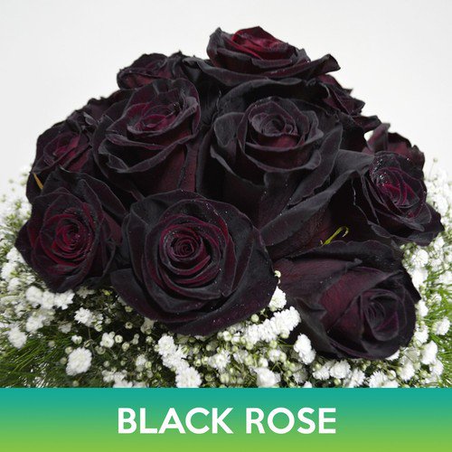 Black Rose Seeds Easy to Grow