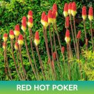 Red Hot Poker Seeds Kniphofia Uvaria Easy to Grow