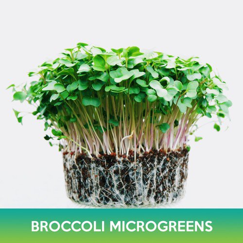 Broccoli Microgreens Seeds Easy to Grow