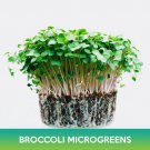 Broccoli Microgreens Seeds Easy to Grow