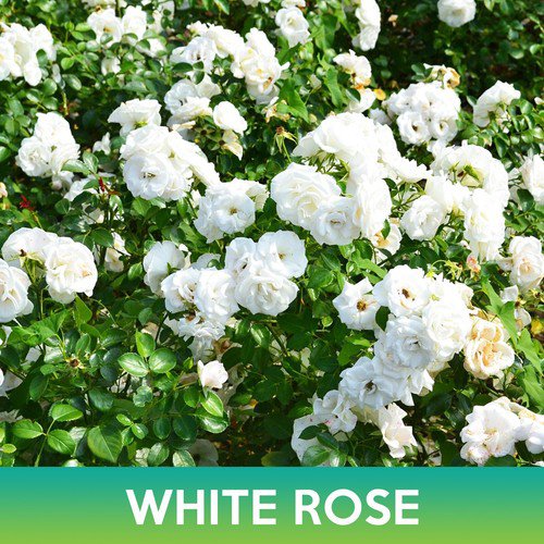 White Rose Seeds Easy to Grow