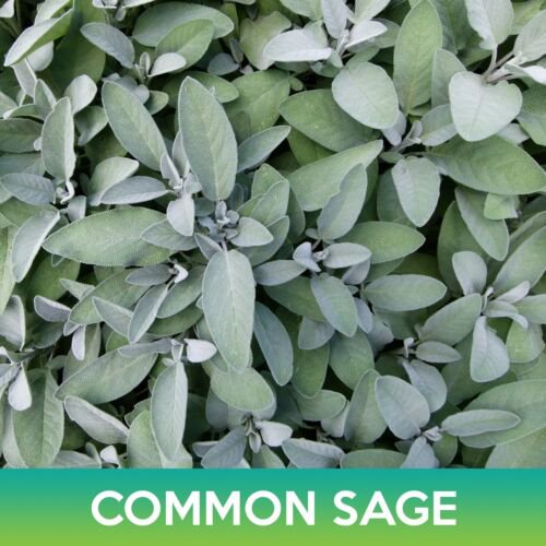 Common Sage Seeds Salvia Officinalis Easy to Grow