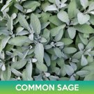 Common Sage Seeds Salvia Officinalis Easy to Grow